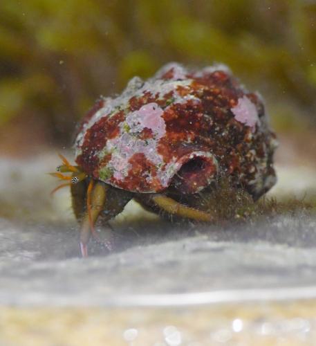 Clibanarius erythropus